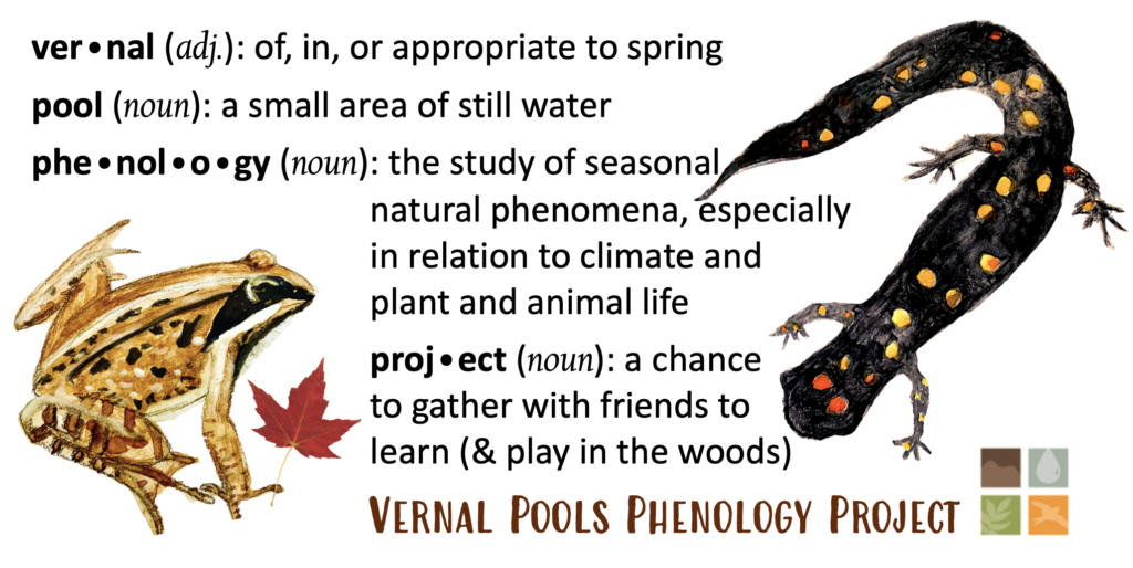 This image includes watercolor paintings of a wood frog and a spotted salamander, accompanied by a small red maple leaf and definitions for the terms: vernal, pool, phenology, and project.

Vernal: of, in, or appropriate to spring
pool: a small area of still water
phenology: the study of seasonal natural phenomena, especially in relation to climate and plant and animal life
project: a chance to gather with friends to learn (& play in the woods)
